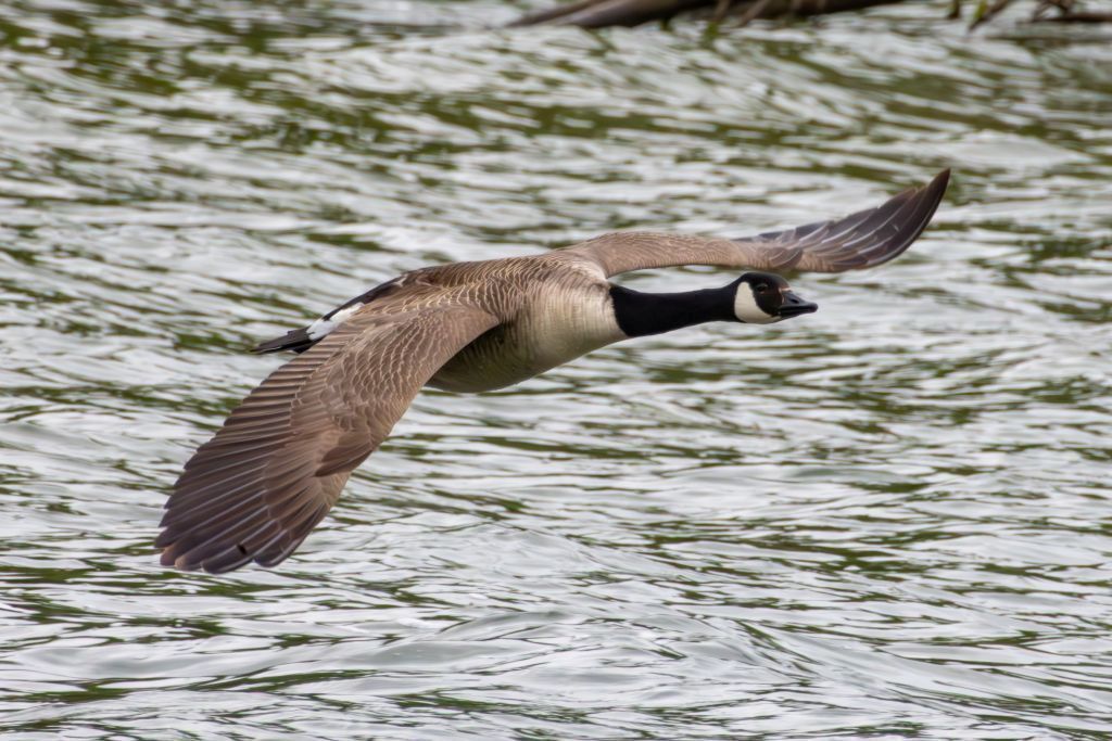 Canada Goose (Branta canadensis) Flying